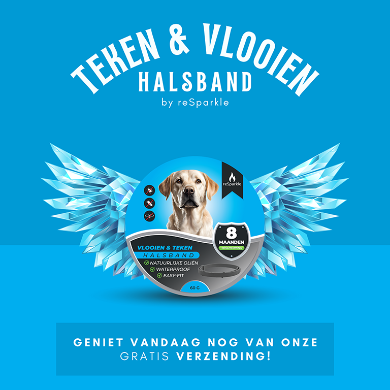 Slide 13 Hond (2400 x 2400 px)