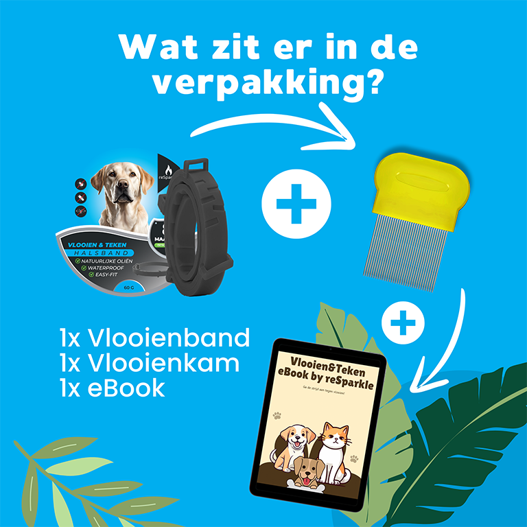 Slide 16 Hond (2400 x 2400 px)