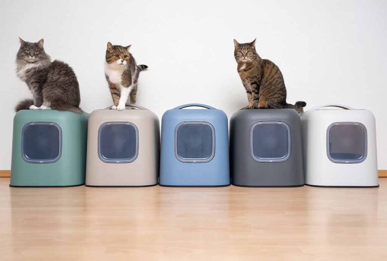 Blog Kattenbak