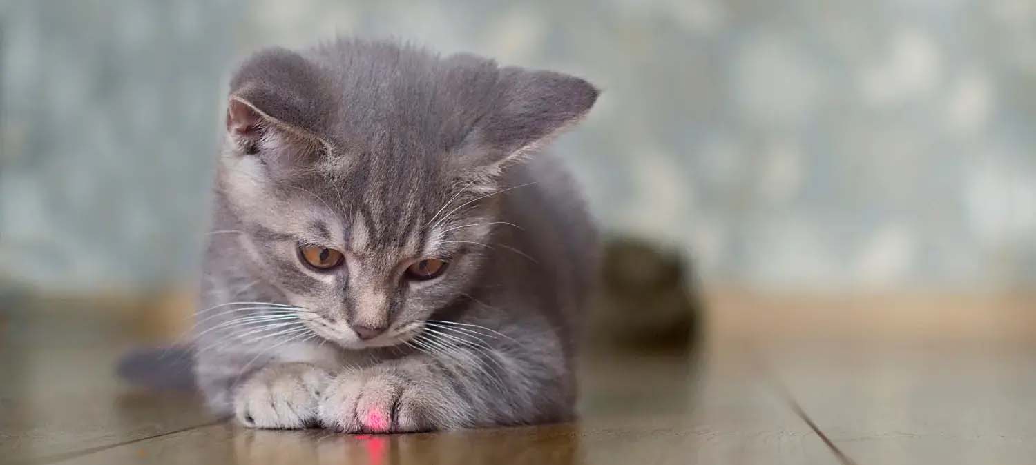 Blog Laserpen