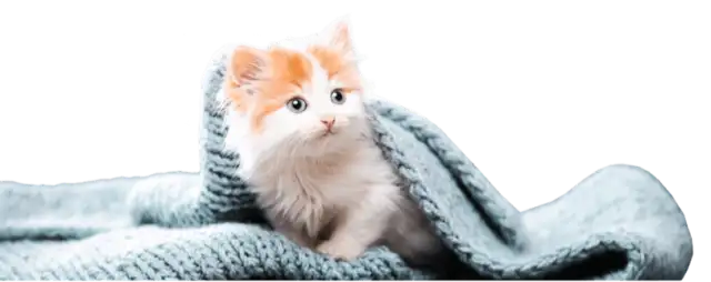 Afbeelding zonder ALT